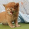 猫　生後1ヶ月