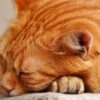猫　8歳
