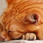 猫　8歳