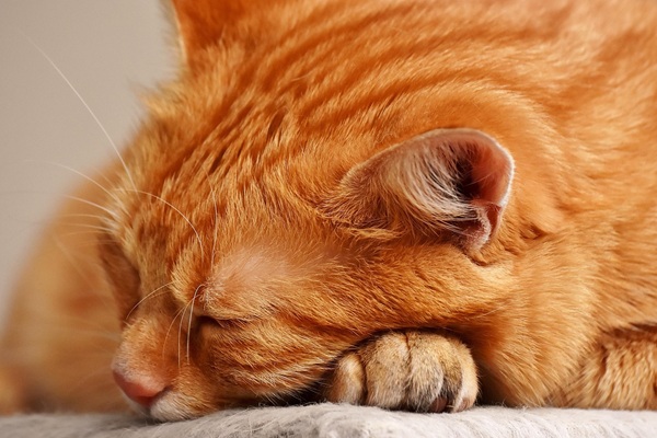 猫　8歳