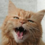 猫　鳴き声　うるさい