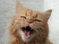 猫　鳴き声　うるさい