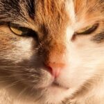 猫　まばたき