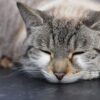 猫　適温