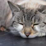 猫　適温