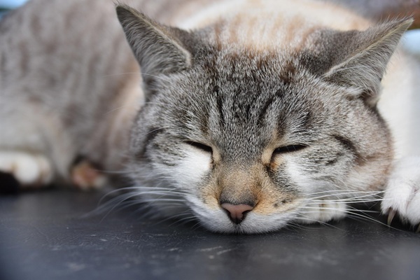 猫　適温
