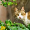 猫　嫌いなもの