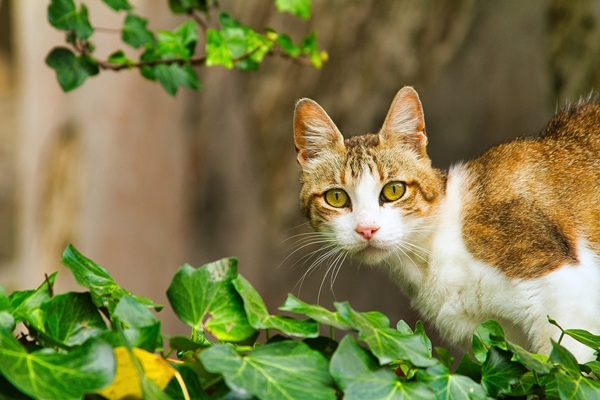 猫　嫌いなもの