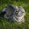 猫　梨