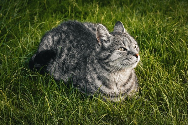 猫　梨