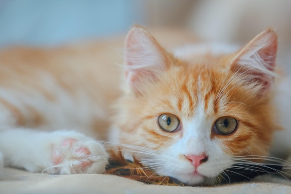 猫　3ヶ月
