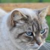 猫　7歳