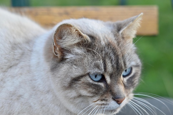 猫　7歳