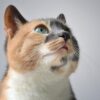 猫　海苔