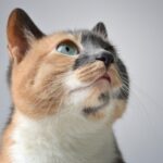 猫　海苔