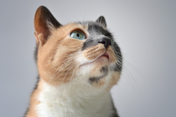 猫　海苔