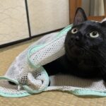 猫　洗濯ネット