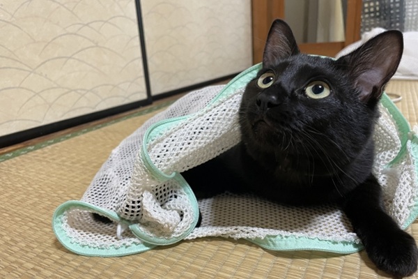 猫　洗濯ネット