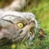 猫 虫下し