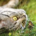 猫 虫下し