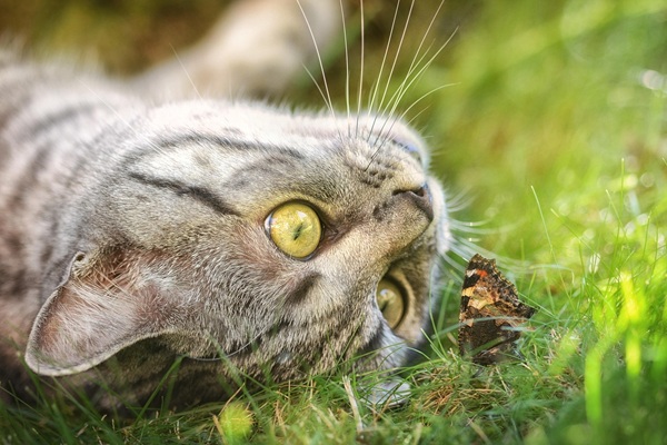 猫 虫下し