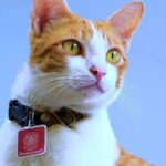 猫　マイクロチップ費用