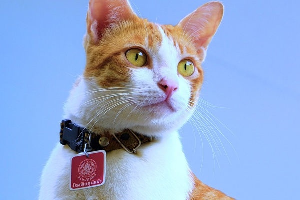 猫　マイクロチップ費用