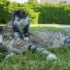 猫　背中に乗る