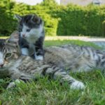 猫　背中に乗る