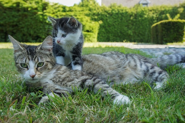 猫　背中に乗る
