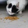 猫 ご飯 時間