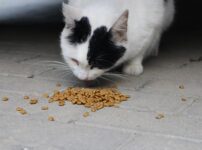 猫 ご飯 時間