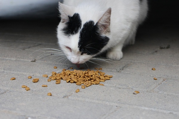 猫 ご飯 時間